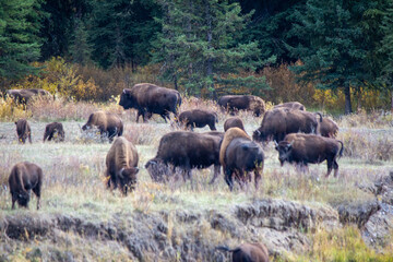 Fototapeta premium Yellowstone National Park