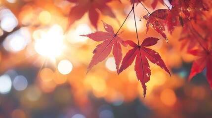 Red maple leaves hang against a background of blurred lights and a bright sunburst.