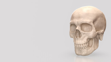 The Skull for Education or Sci concept 3d Rendering.