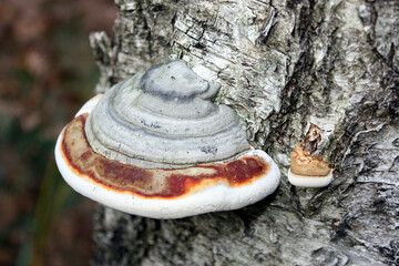 Tinder Fungus in a German Forest in Lower Lusatia
