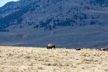 Yellowstone National Park