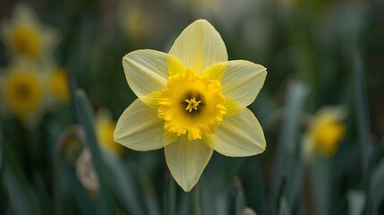 A Solitary Yellow Daffodil Blooms in a Field of Green Springtime Flowers