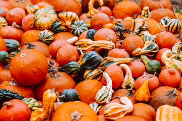 Pumpkin Assortment Harvest. Autumn pumpkin wallpaper.Abundance of Pumpkins and Gourds