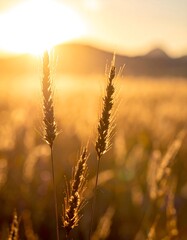 Golden wheat field at sunset