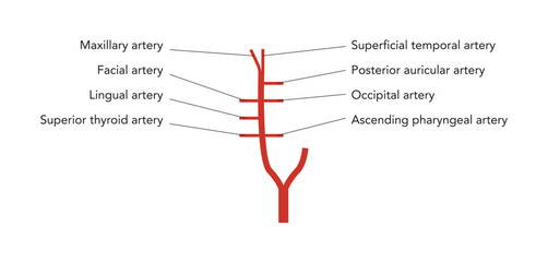 Human head arteries medical diagram, external carotid system branching, labeled vessels, anatomical illustration, science education reference