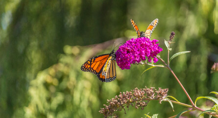 Beautiful Monarch butterfly on pink phlox flower