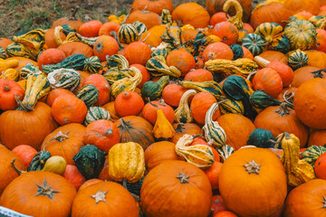  Autumn pumpkin wallpaper.Abundance of Pumpkins and Gourds.Hello autumn mood. Thanksgiving background