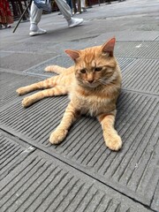 cute ginger cat is such a poser