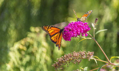 Beautiful Monarch butterfly on pink phlox flower