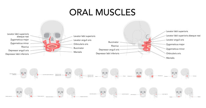 Oral muscles anatomy diagram, labeled structures include orbicularis oris, zygomaticus major, zygomaticus minor, risorius, buccinator, mentalis, levator labii, depressor oris, educational reference