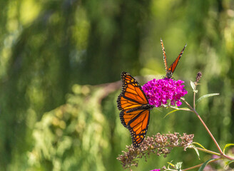Beautiful Monarch butterfly on pink phlox flower