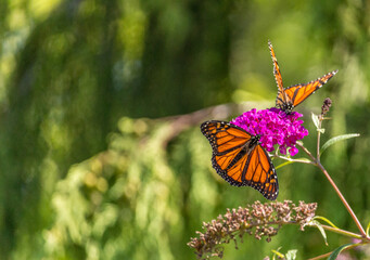 Beautiful Monarch butterfly on pink phlox flower