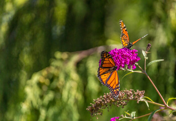 Beautiful Monarch butterfly on pink phlox flower