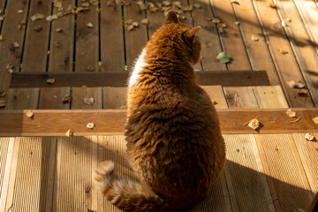 The ginger cat sits on a terrace on a sunny autumn day