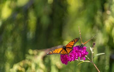 Beautiful Monarch butterfly on pink phlox flower