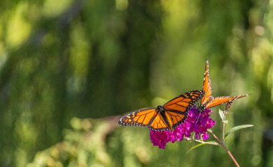 Beautiful Monarch butterfly on pink phlox flower