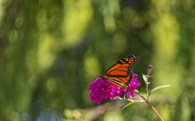Beautiful Monarch butterfly on pink phlox flower