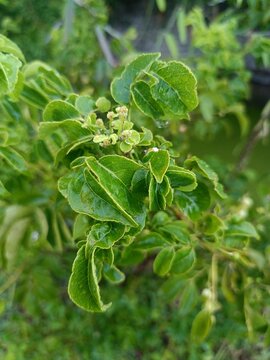 Premna Microphylla Japanese Premna Green Foliage Natural Leaves Closeup Tropical Shrub Botanical Beauty Garden Plant Nature Texture