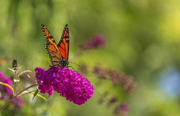 Beautiful Monarch butterfly on pink phlox flower