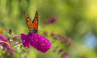 Beautiful Monarch butterfly on pink phlox flower