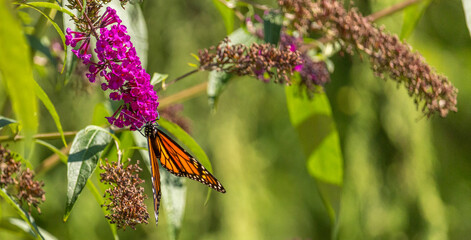 Beautiful Monarch butterfly on pink phlox flower