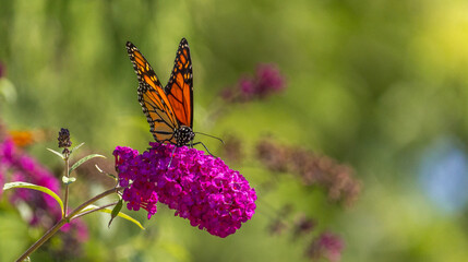 Beautiful Monarch butterfly on pink phlox flower
