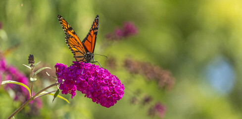 Beautiful Monarch butterfly on pink phlox flower