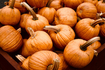 pile of pumpkins
