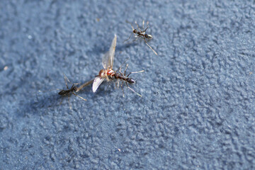 Black ant working together lift up flies