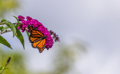 Beautiful Monarch butterfly on pink phlox flower