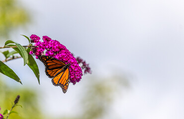Beautiful Monarch butterfly on pink phlox flower