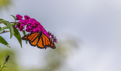 Beautiful Monarch butterfly on pink phlox flower