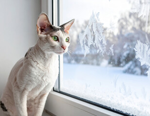 White cat with green eyes sitting on windowsill looking outside through frosted glass window with snow and ice crystals on cold winter day