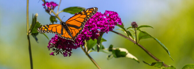 Beautiful Monarch butterfly on pink phlox flower