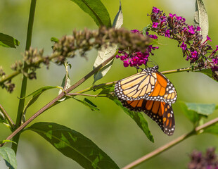 Beautiful Monarch butterfly on pink phlox flower