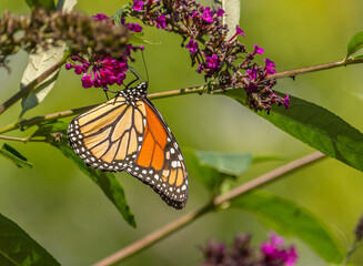 Beautiful Monarch butterfly on pink phlox flower