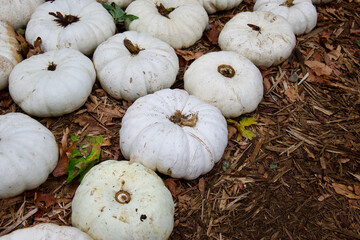 pumpkins on the ground