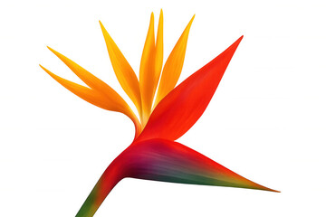 Bird Paradise Strelitzia Flower With