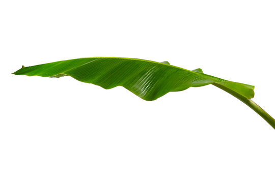 Fresh green banana leaf isolated on white background for eco-friendly concept