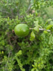 White Indigoberry Randia aculeata Fruit | Tropical Shrub Berry | Wild Randia Plant Nature Closeup