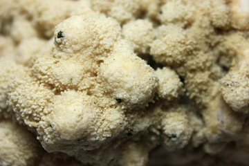 Calcite Crystals from the Rhodope Mountains, Bulgaria
