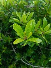 Allspice Plant Pimenta dioica Aromatic Spice Tree Green Leaves Tropical Herbal Plant