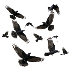 Naklejka premium Flock of crows soaring dynamically across a dark sky