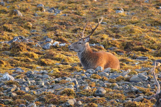 Red Deer (Cervus elaphus) at Corran on Loch Hourn, near Glenelg, Kyle of Lochalsh, Ross-shire, Scotland, UK