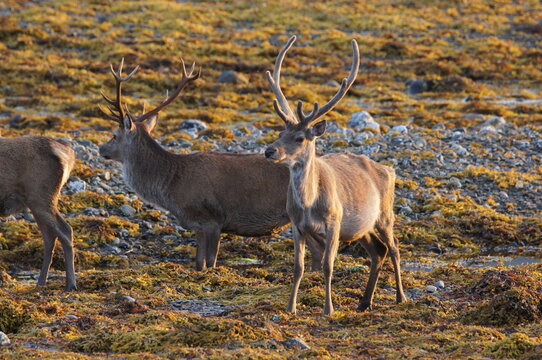 Red Deer (Cervus elaphus) at Corran on Loch Hourn, near Glenelg, Kyle of Lochalsh, Ross-shire, Scotland, UK