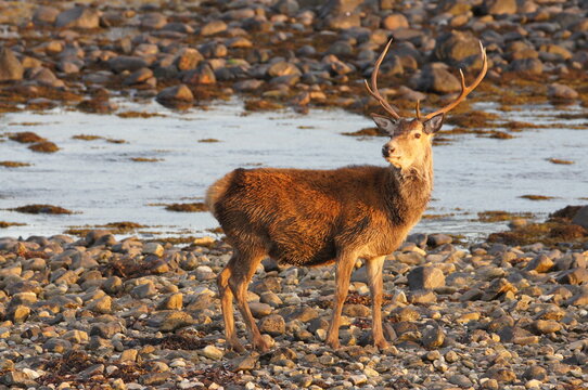 Red Deer (Cervus elaphus) at Corran on Loch Hourn, near Glenelg, Kyle of Lochalsh, Ross-shire, Scotland, UK