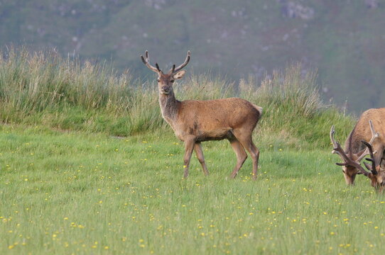 Red Deer (Cervus elaphus) at Corran on Loch Hourn, near Glenelg, Kyle of Lochalsh, Ross-shire, Scotland, UK