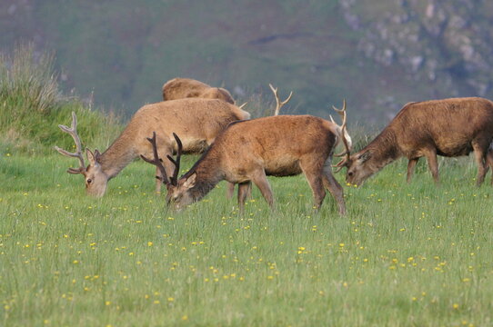 Red Deer (Cervus elaphus) at Corran on Loch Hourn, near Glenelg, Kyle of Lochalsh, Ross-shire, Scotland, UK