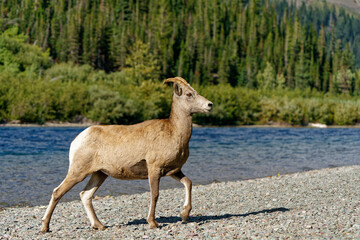 Naklejka premium Bighorn sheep