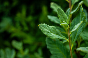 Dew Drops Cling To Bright Green Leaves On A Summer Morning